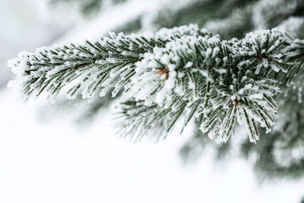 istock Minimalistic winter background. Snow-covered coniferous evergreen tree. Copy space. Selective focus. 1288760431