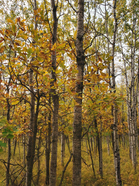 istock Tranquil autumn scene at Assiniboine Forest in Winnipeg, Manitoba, Canada 1288761029