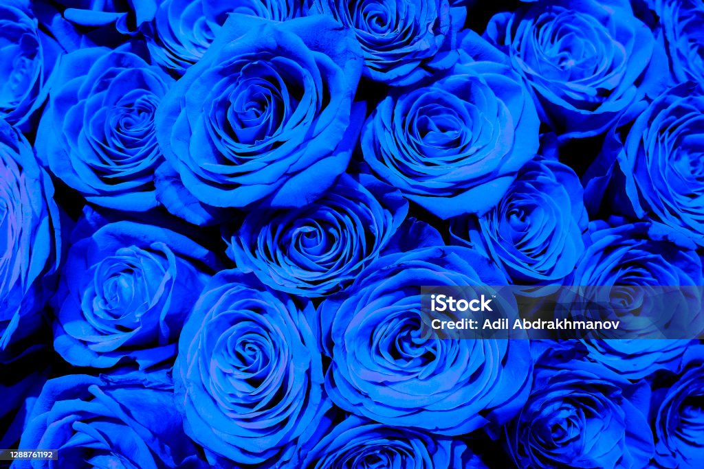 Rosas De Color Azul Natural Fondo Bouqet Foto de stock y más banco de  imágenes de Abstracto - Abstracto, Acontecimiento, Amor - iStock