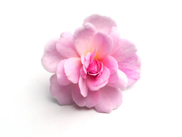 Pink of Damask Rose flower on white background. (Rosa damascena)
