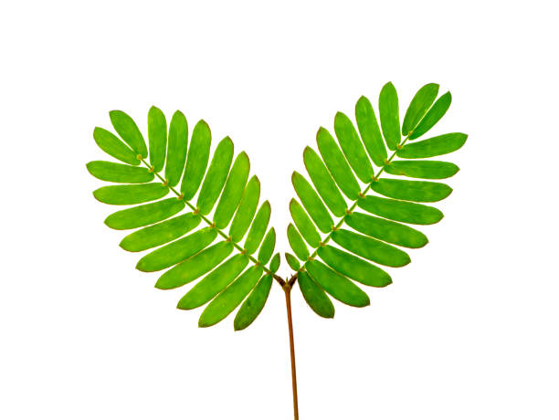 istock Close up leaves of sensitive plant 1288761285