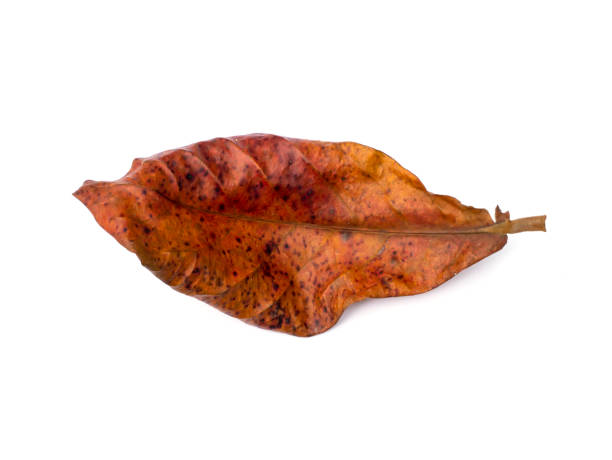 istock Dry Bengal almond, Indian almond, Olive-bark tree 1288761324