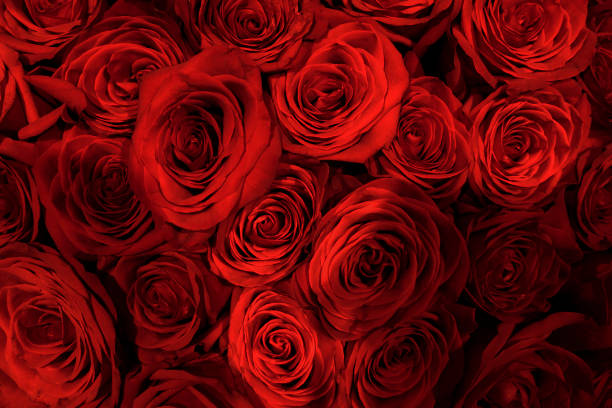 istock Natural red roses bouqet background. 1288761407