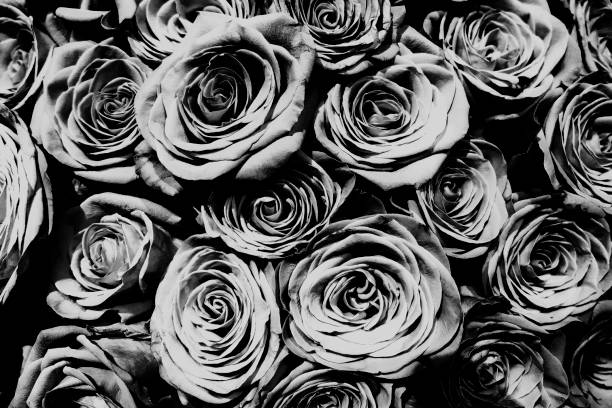 istock Natural roses bouqet background, black and white. 1288761420