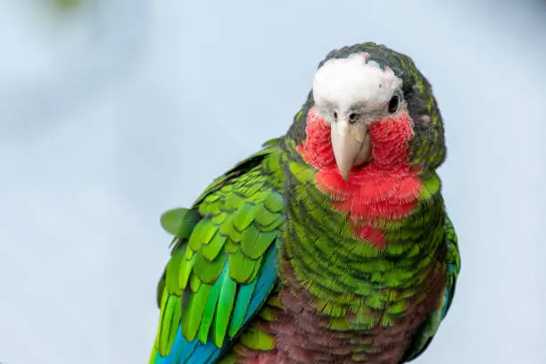 Photo of A Cuban amazon (Amazona leucocephala) also known as Cuban parrot or the rose-throated parrot, is a green parrot found in woodlands and dry forests of Cuba, the Bahamas and Cayman Islands in the Caribbean