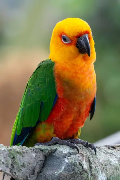 Photo of A Jenday Conure (Aratinga jandaya) perched in a tree, also known as jandaya parakeet is a small Neotropical bird found in northeastern Brazil.