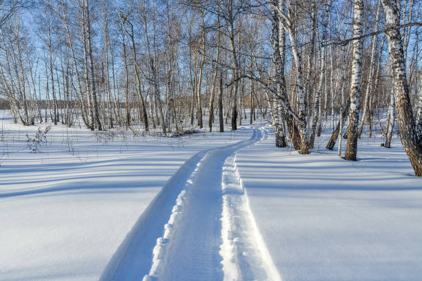 winter forest. snowmobile tracks in the snow. - forest road nature birch tree imagens e fotografias de stock