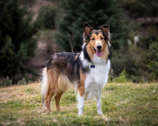 Beautiful long haired rough collie dog in nature setting sable colored rough collie purebred dog on grass in park in Mexico shetland sheepdog stock pictures, royalty-free photos & images