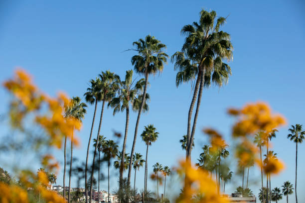 istock Newport Beach, California 1288763710