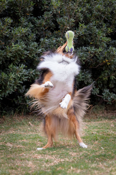 istock Purebred rough collie jumping to catch a toy 1288773723