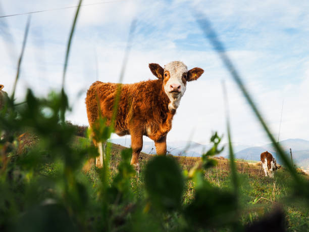 Close up of a milk cow with tongue sticking out