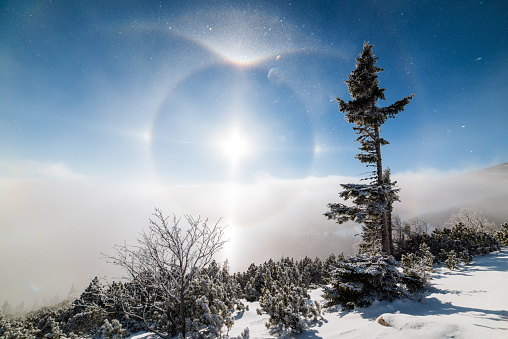 Halo effect around winter morning sun, clouds inversion and snow covered trees