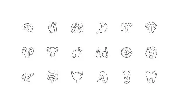 Vector illustration of Editable Icon Concepts. Brain, Heart, Kidnet, Lung, organ Icon Design