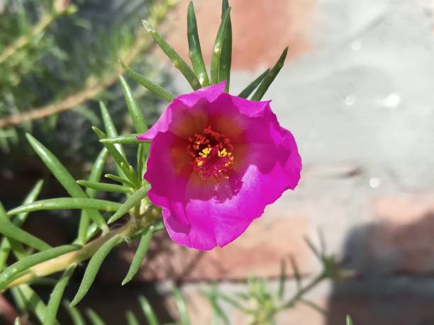 istock Vibrant mose rose in sun light 1288776492