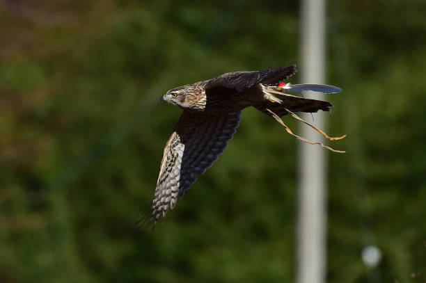 istock Goshawk for Korean  human heritage hawk hunting. 1288777451