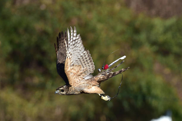 Goshawk for Korean  human heritage hawk hunting.
