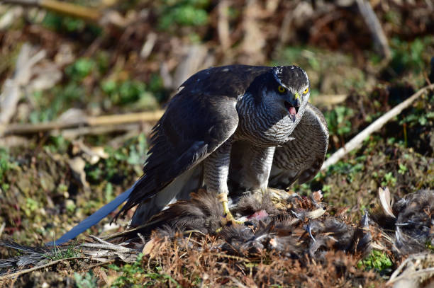 istock Goshawk for Korean  human heritage hawk hunting. 1288777465