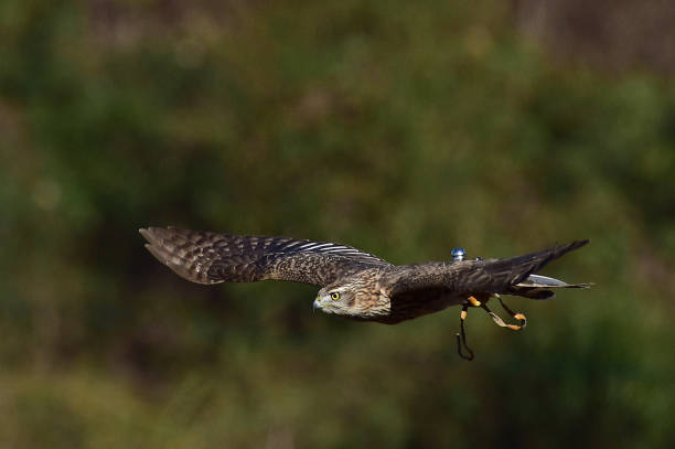istock Goshawk for Korean  human heritage hawk hunting. 1288777476