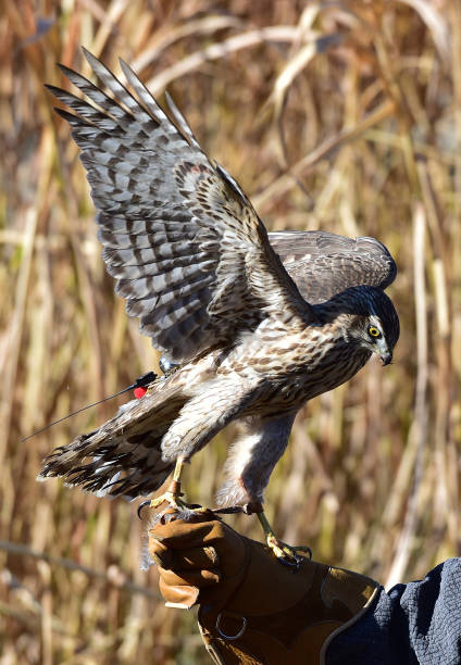 istock Goshawk for Korean  human heritage hawk hunting. 1288777477