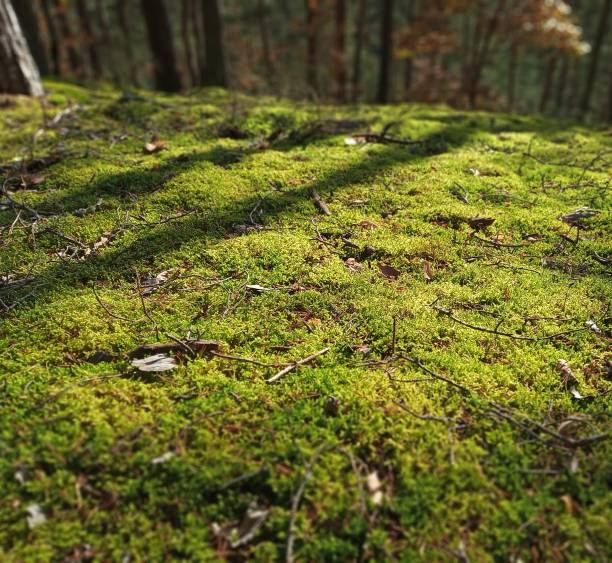 istock Green Mouss with pure light and trees shadows 1288777858
