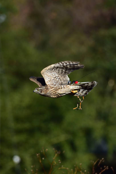 istock Goshawk for Korean  human heritage hawk hunting. 1288777906