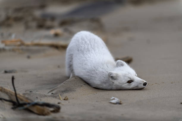 Arctic fox (Vulpes Lagopus) in wilde tundra. Arctic fox lying.