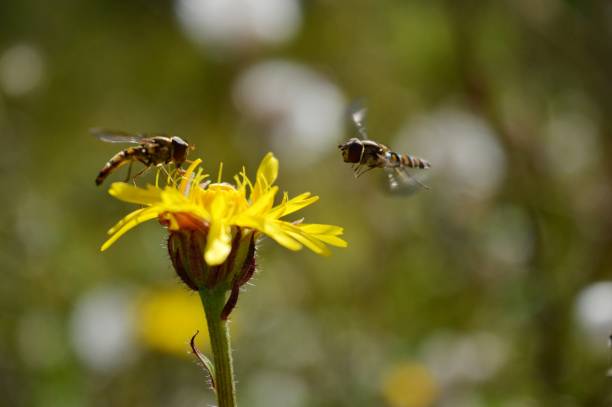 istock two wasps on a yellow flower 1288780316