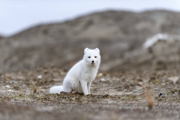 istock Arctic fox (Vulpes Lagopus) in wilde tundra. Arctic fox on the beach. 1288781737