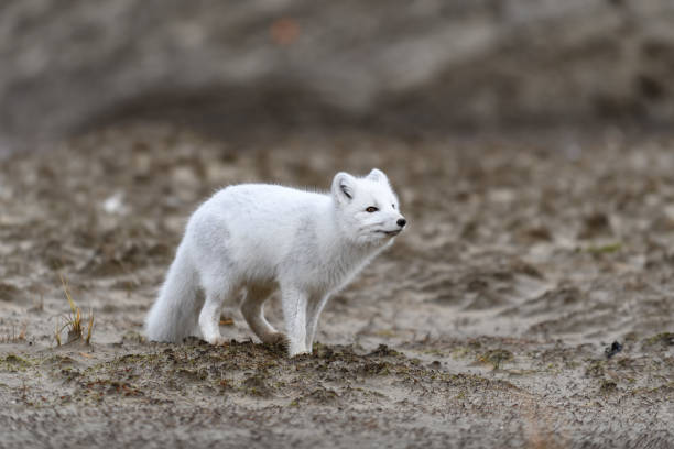 istock Arctic fox (Vulpes Lagopus) in wilde tundra. Arctic fox on the beach. 1288781747