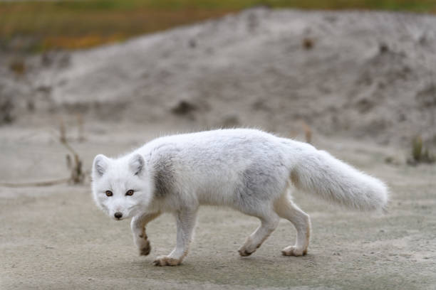 istock Arctic fox (Vulpes Lagopus) in wilde tundra. Arctic fox on the beach. 1288781951