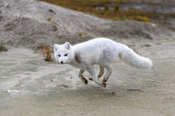 istock Arctic fox (Vulpes Lagopus) in wilde tundra. Arctic fox running. 1288781991