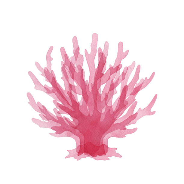 Watercolor Watercolor Pink Coral Vector illustration of pink coral. bush isolated white background plant stock illustrations