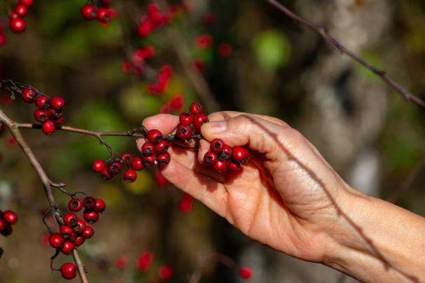 istock Female hand picking red hawthorn berries, also called Crataegus, quickthorn or thornapple 1288787050