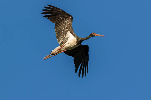 istock A black stork flying against a blue sky in Kopacki rit 1288788605