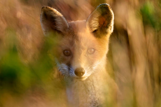 istock Red fox pup is hiding in thick grass 1288789537