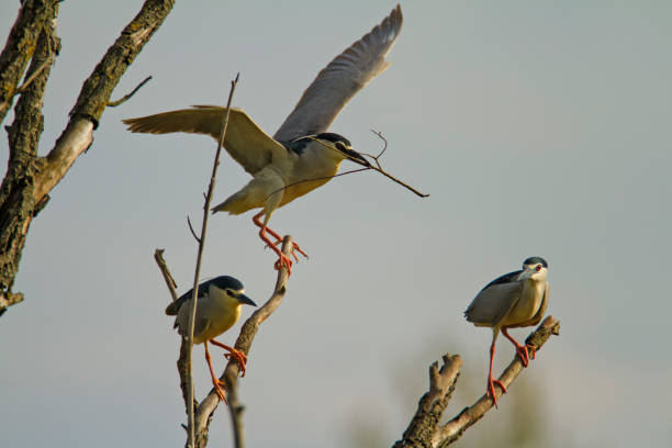 The black-crowned night heron colony on Drava River in Croatia