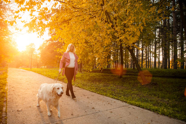 istock Sunset dog walk at the autumnal park 1288793206