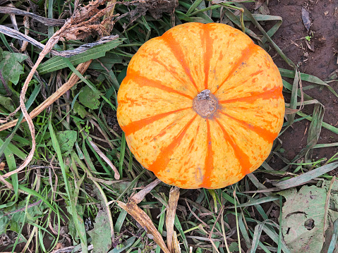 Stock photo showing elevated view of ripe, orange pumpkin with leaves, in muddy farm field grown ready to harvest, pick and be sold for Halloween Jack O'lantern carving.