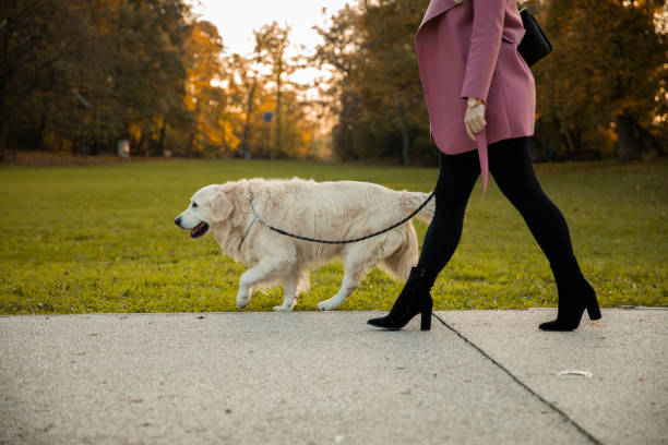 istock Dog and his owner going for a walk at the park 1288793643