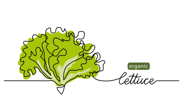 salat, grüne blätter, haufen salat vektor illustration, hintergrund. eine linie zeichnung kunst illustration mit schriftzug bio salat - eisberg eisgebilde stock-grafiken, -clipart, -cartoons und -symbole