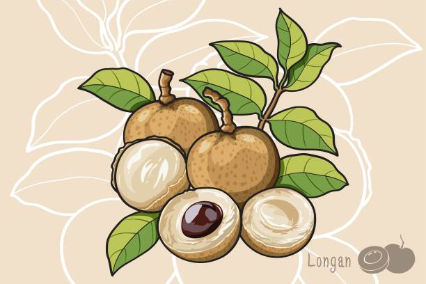 Longan Longan is a tropical plant that produces edible fruit. And can be made into longan juice that has a deliciously sweet taste and good for health. Collection set for use illustration vector and simple design. longan stock illustrations