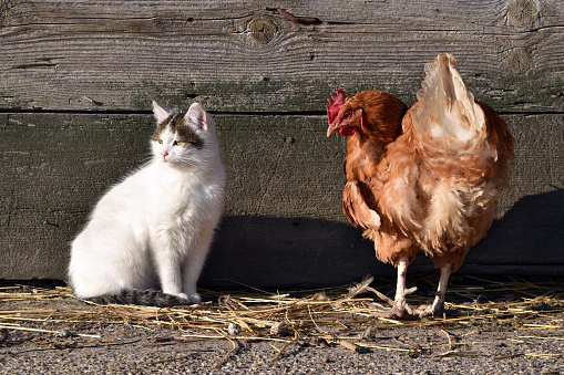 Hen looking at a white cat in farmyard