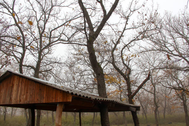 Tree sprouted through the roof of the gazebo
