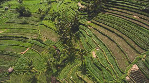 istock Breathtaking view of paddy fields and exotic plants 1288799771