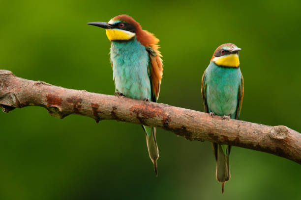 istock European Bee-Eater - Merops Apiaster on a branch , exotic colorful migratory bird 1288800165