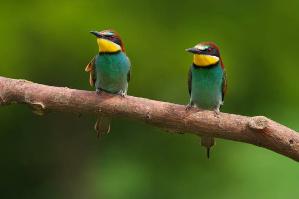 istock European Bee-Eater - Merops Apiaster on a branch , exotic colorful migratory bird 1288800206