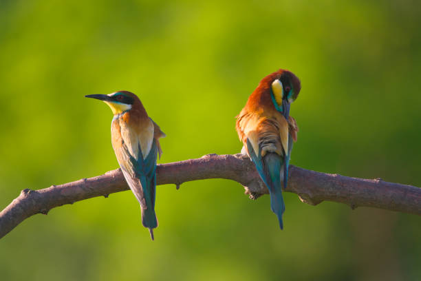 istock European Bee-Eater - Merops Apiaster on a branch , exotic colorful migratory bird 1288800220