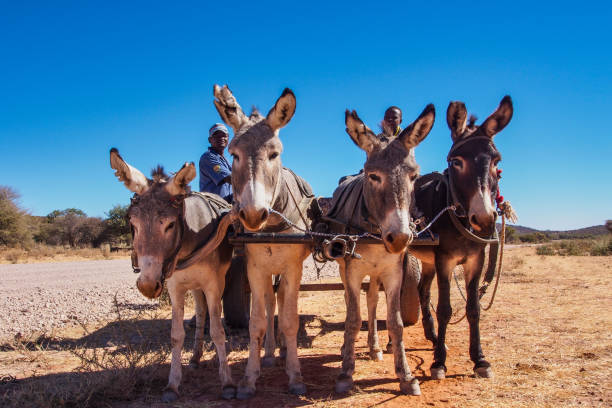 uomini namibiani con i loro asini, visti a opuwo, capitale della regione di kunene in namibia - student outdoors clothing southern africa foto e immagini stock