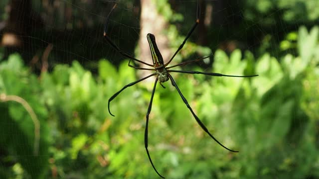 Nephila antipodiana spider