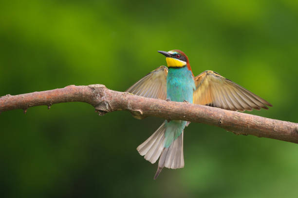 istock European Bee-Eater - Merops Apiaster on a branch , exotic colorful migratory bird 1288802551